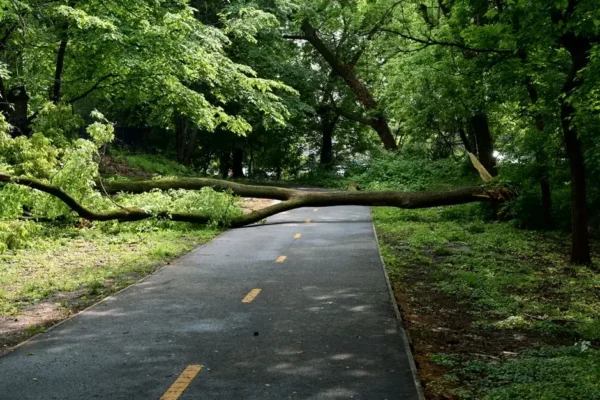 Strażacy interweniowali po wichurze w Sasinach i Strabli