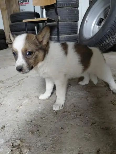 Ciemnobrązowa suczka znalazła dom! Trzy szczeniaki w gminie Wyszki czekają na adopcję