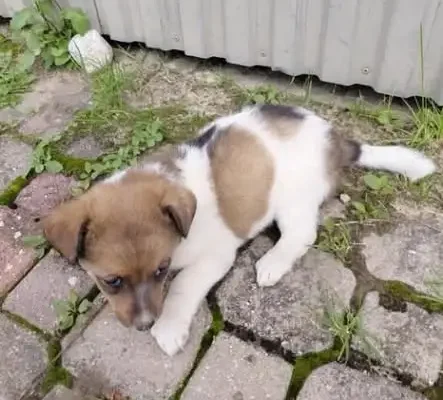 Ostatni szczeniak z gminy Wyszki czeka na nowy dom – adoptuj już dziś!