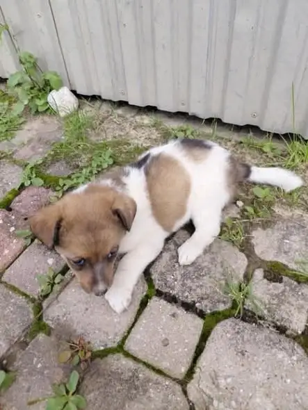 Ostatni szczeniak z gminy Wyszki czeka na nowy dom – adoptuj już dziś!