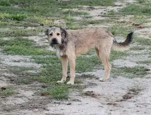 Pies średniego wzrostu szuka nowego domu – spokojny towarzysz do adopcji