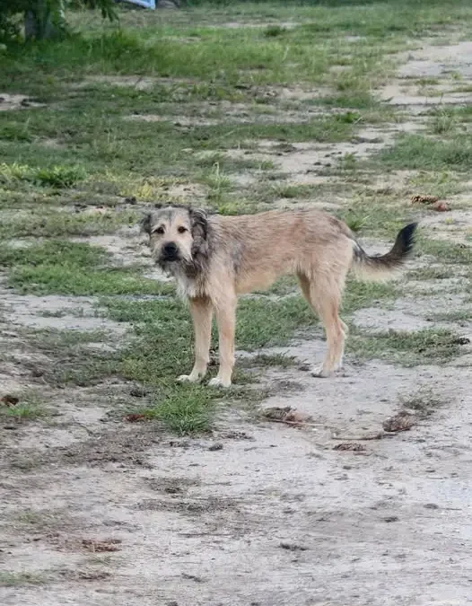 Pies średniego wzrostu szuka nowego domu – spokojny towarzysz do adopcji