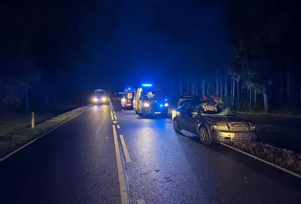 Wypadek na DK 66: samochód zderzył się z łosiem. Ranny 35-latek trafił do szpitala