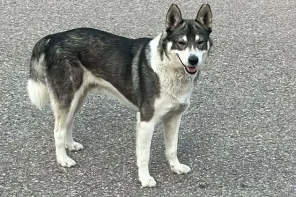Zaginiony pies w typie husky w Bielsku Podlaskim – apel do mieszkańców