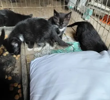Kocięta szukają domu – adopcja z miłością