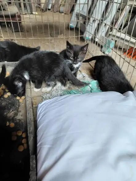 Kocięta szukają domu – adopcja z miłością